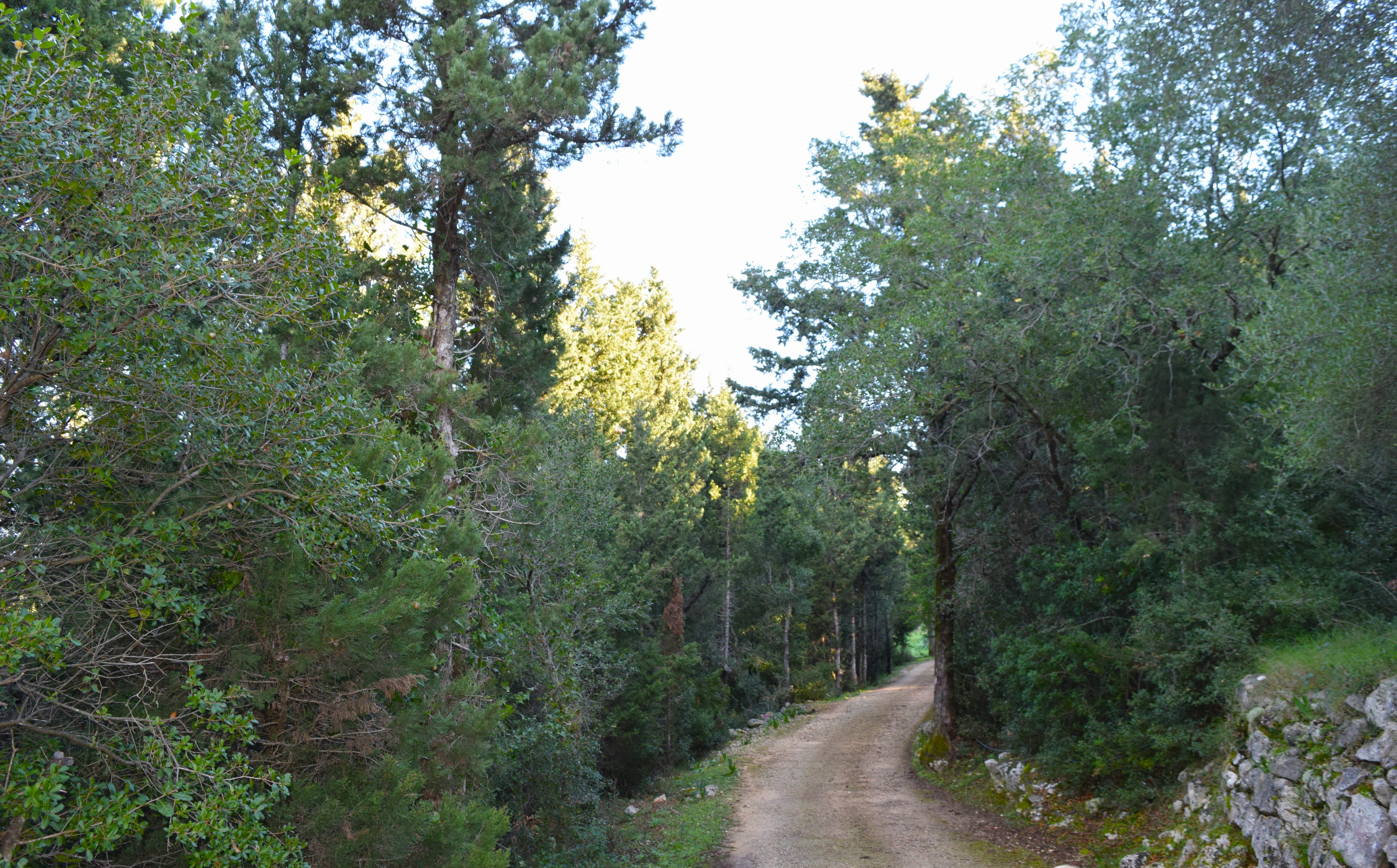 a dirt road through a forest