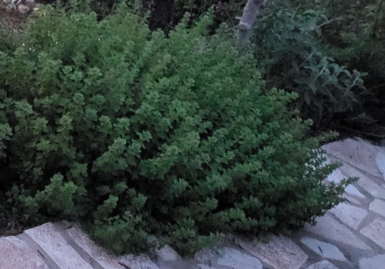 a close-up of some plants