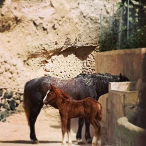 horses