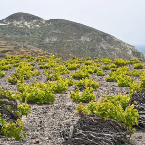 vineyard