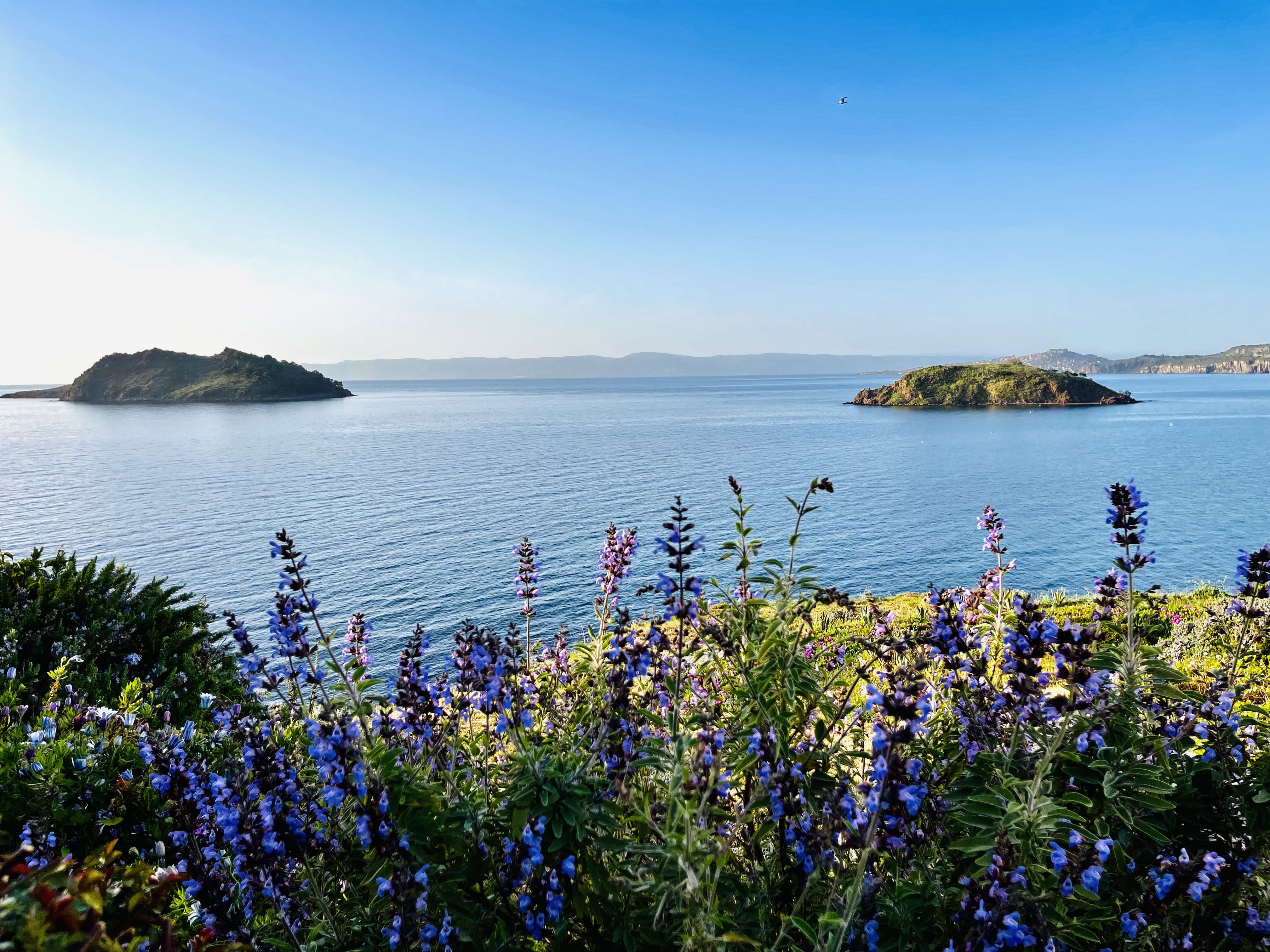 a field of flowers with islands in the background