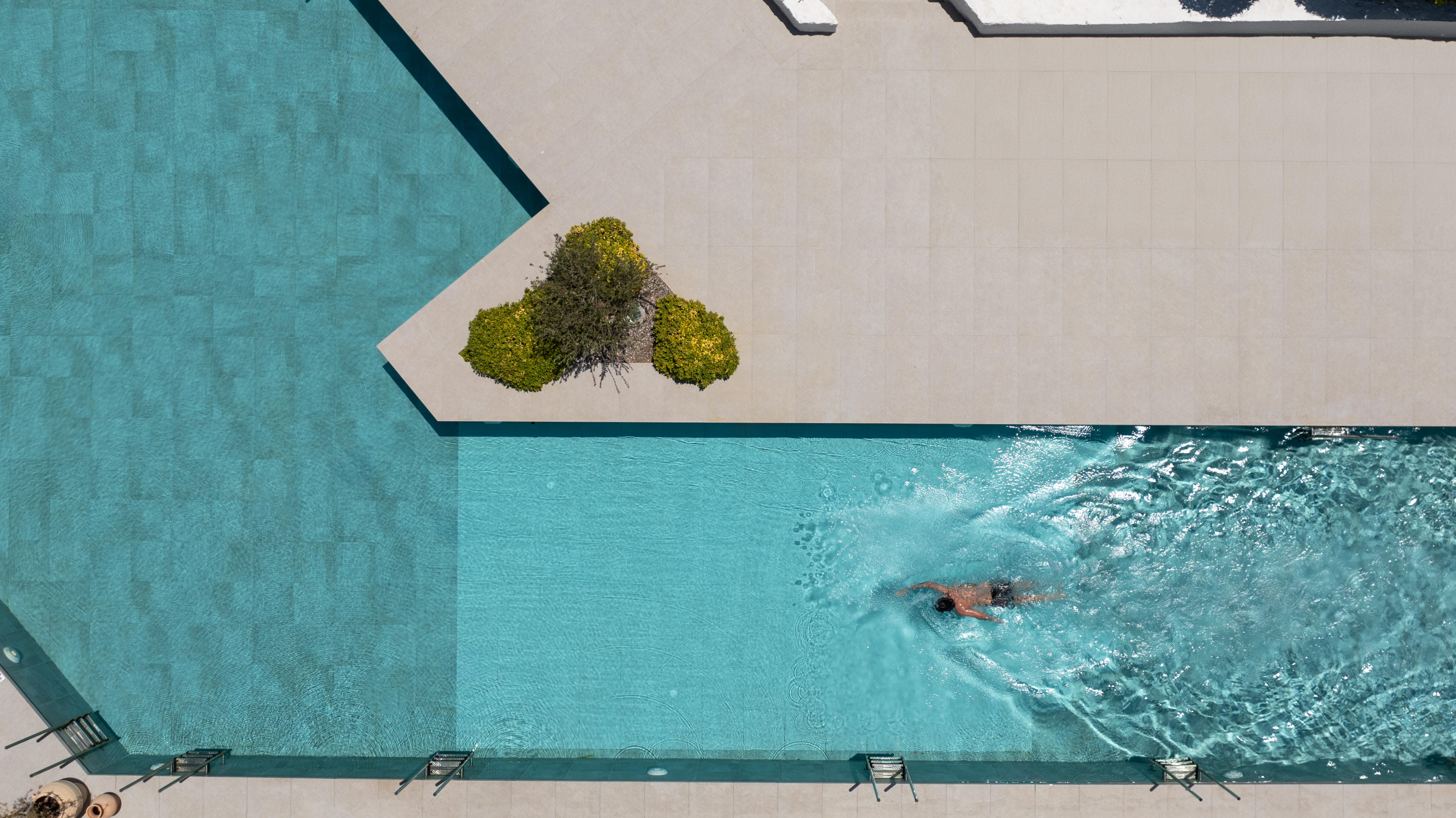 a green plant on a blue surface