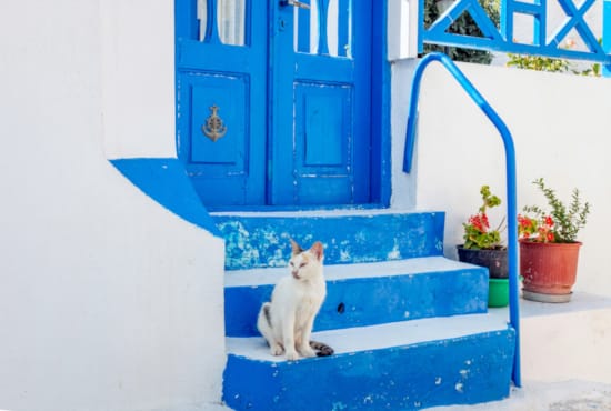 a cat sitting on a blue staircase