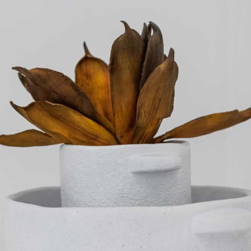 a plant in a pot
