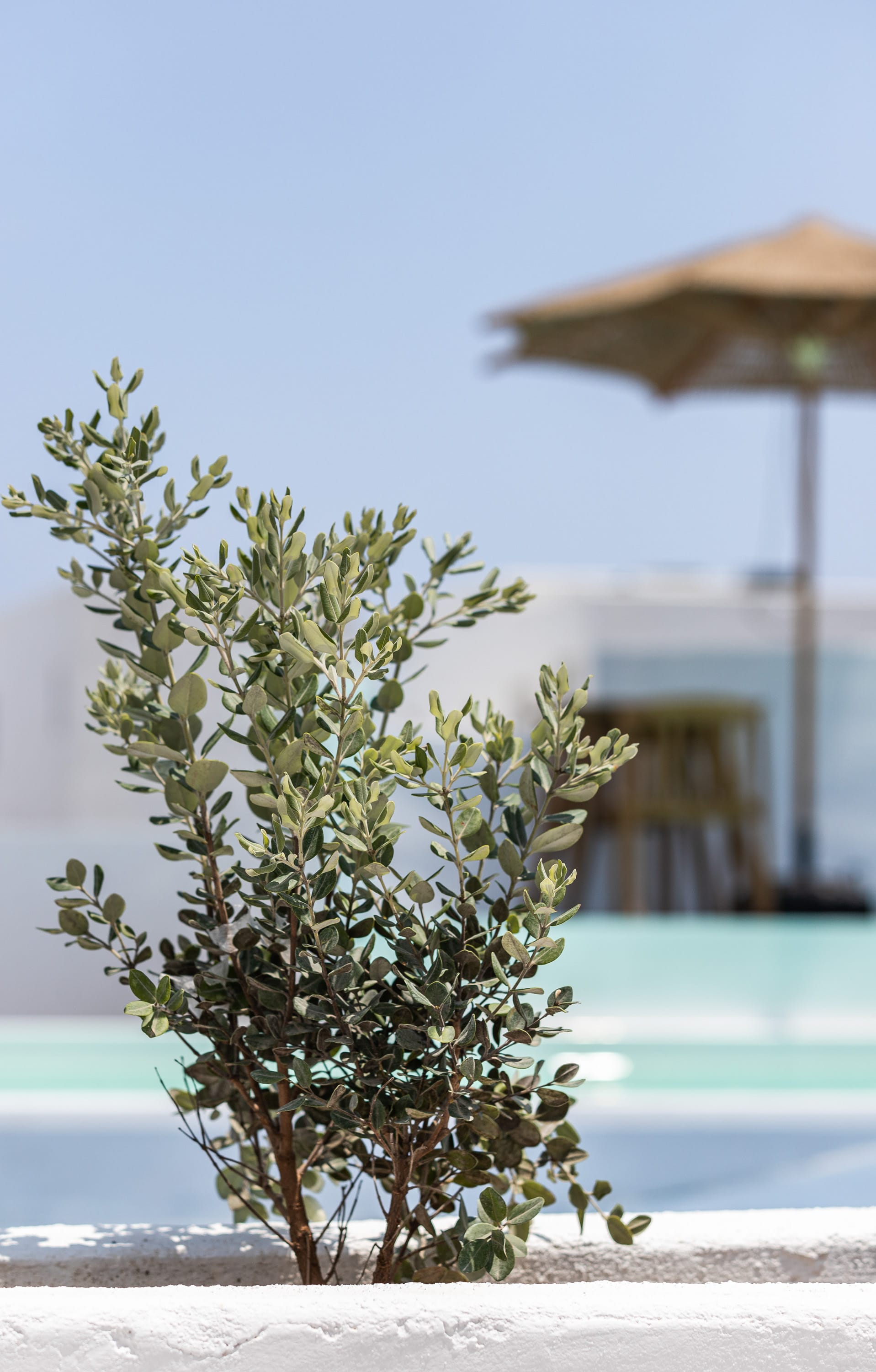 a tree on a beach