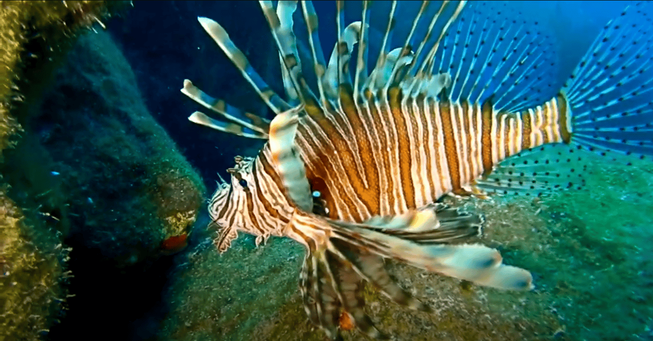 a group of sea animals