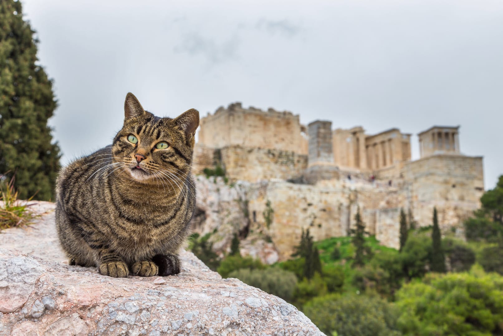 a cat sitting on a rock