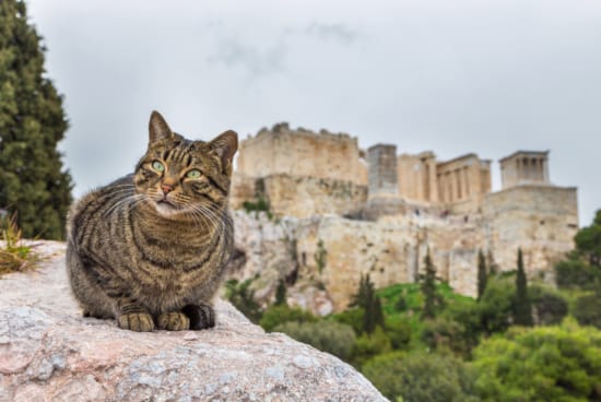 a cat sitting on a rock