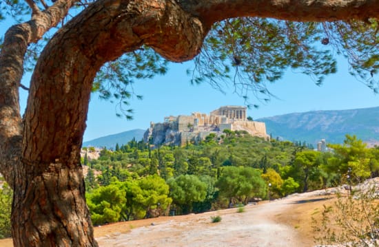 a tree with a building in the background