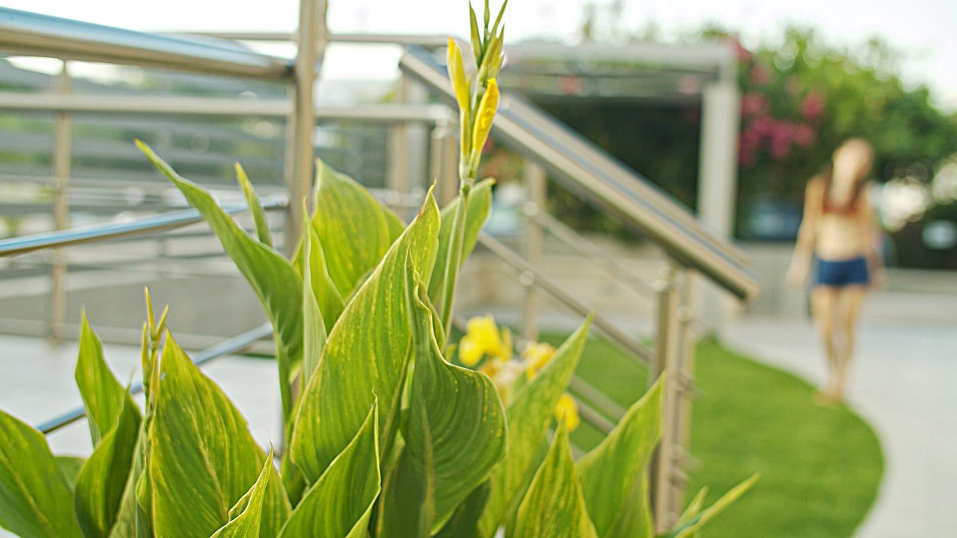 garden_waterlily_hotel_chania_1