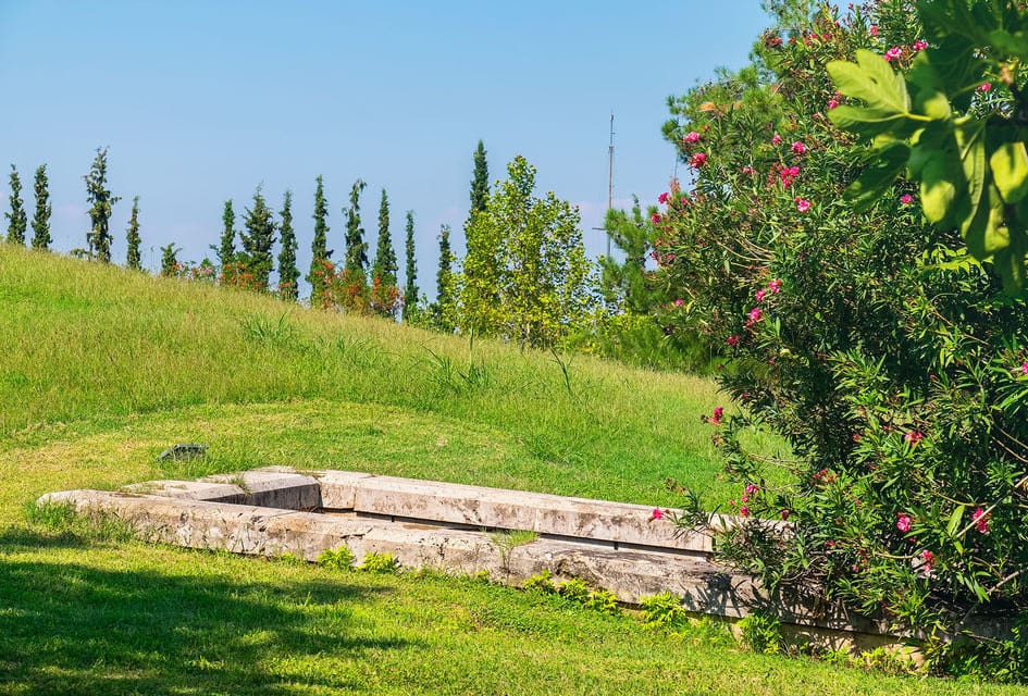 a grassy hill with trees on it