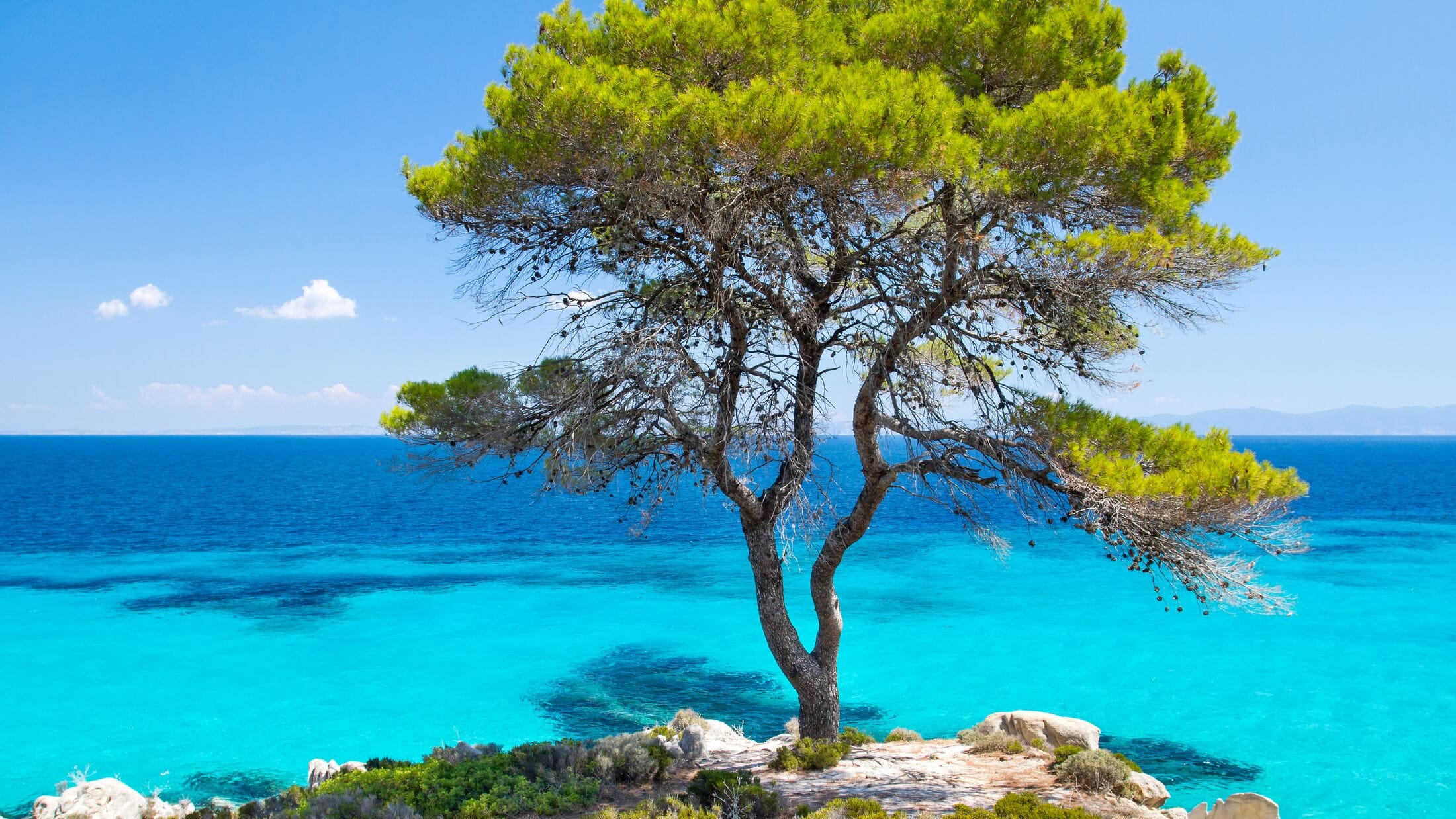 a tree on a rocky beach