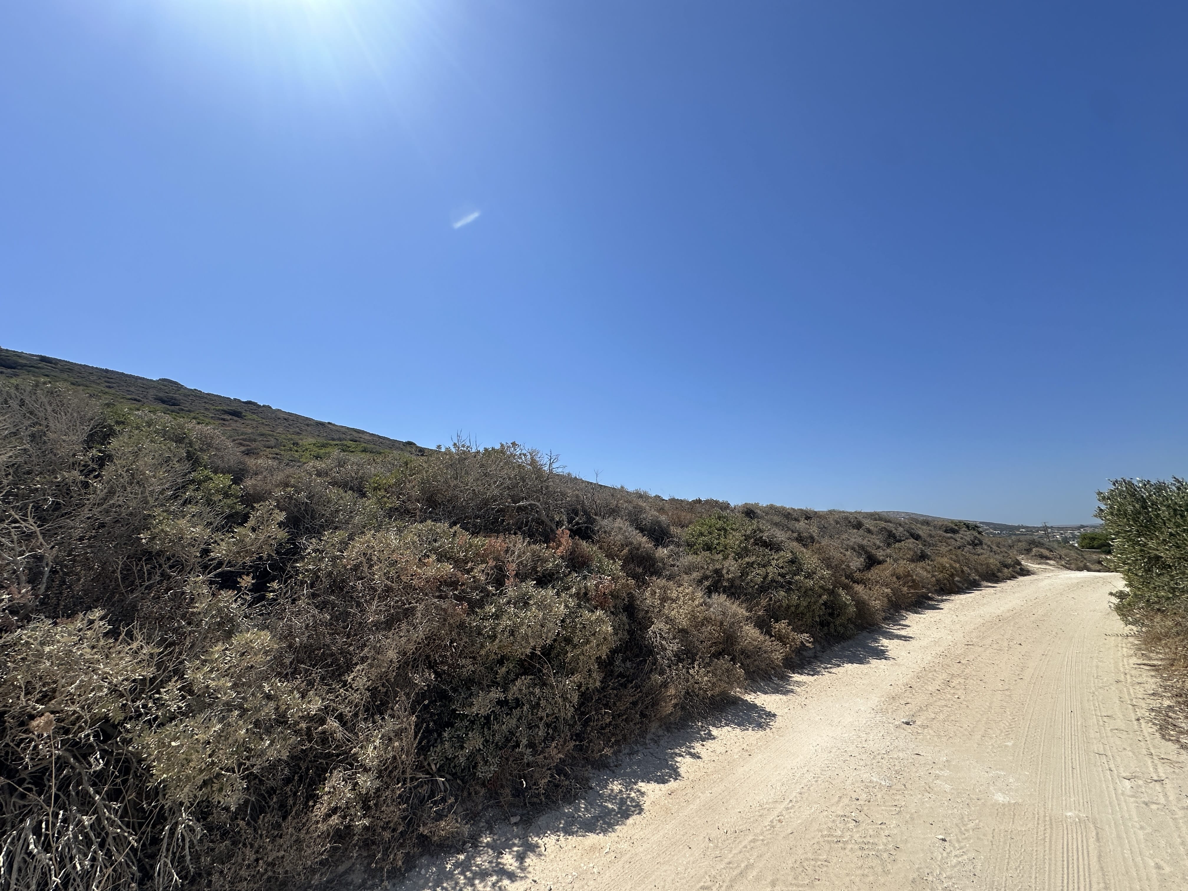 a dirt road with bushes on the side