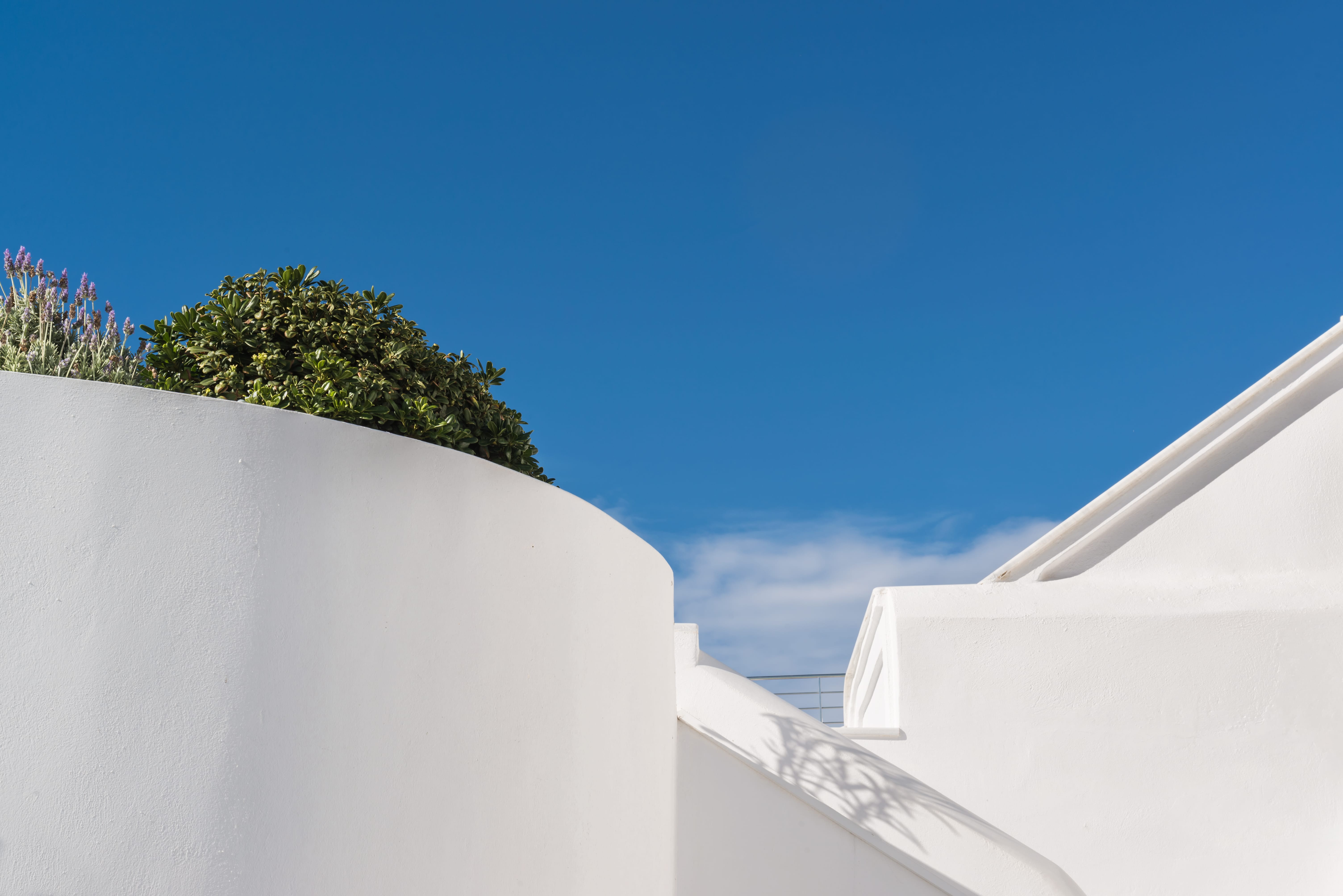 a tree on top of a building