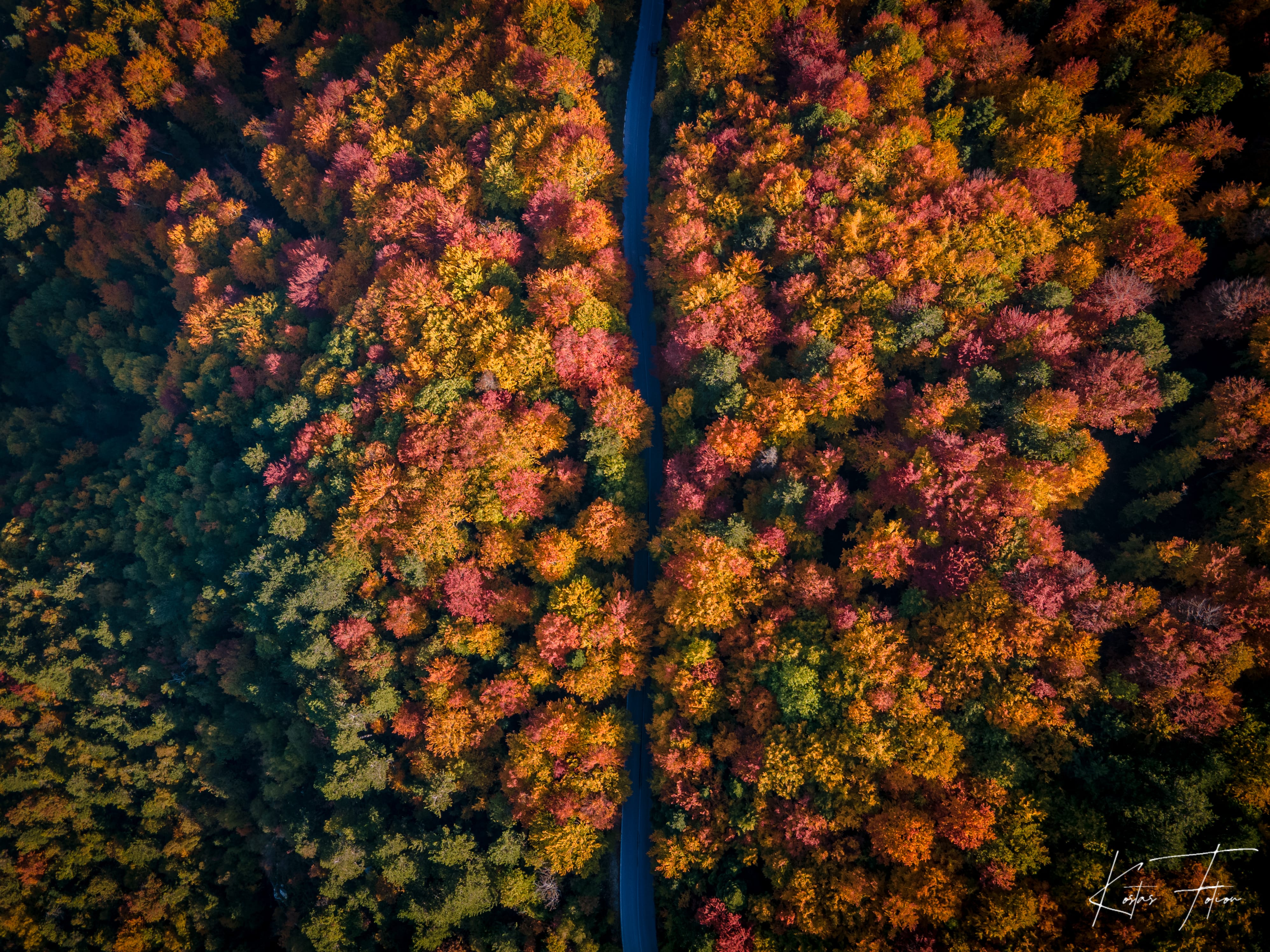 a close-up of some plants