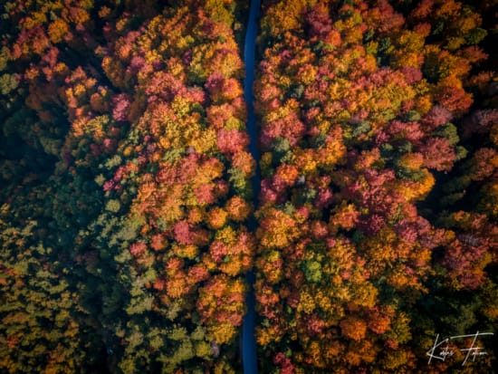 a close-up of some plants