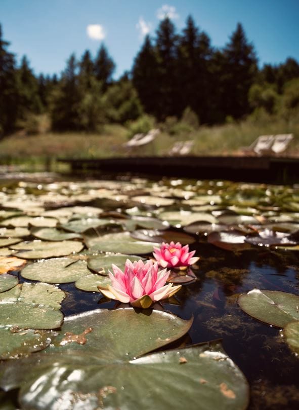 a group of flowers on a rock