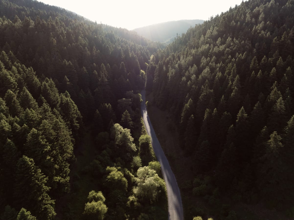 a river winding through a forest