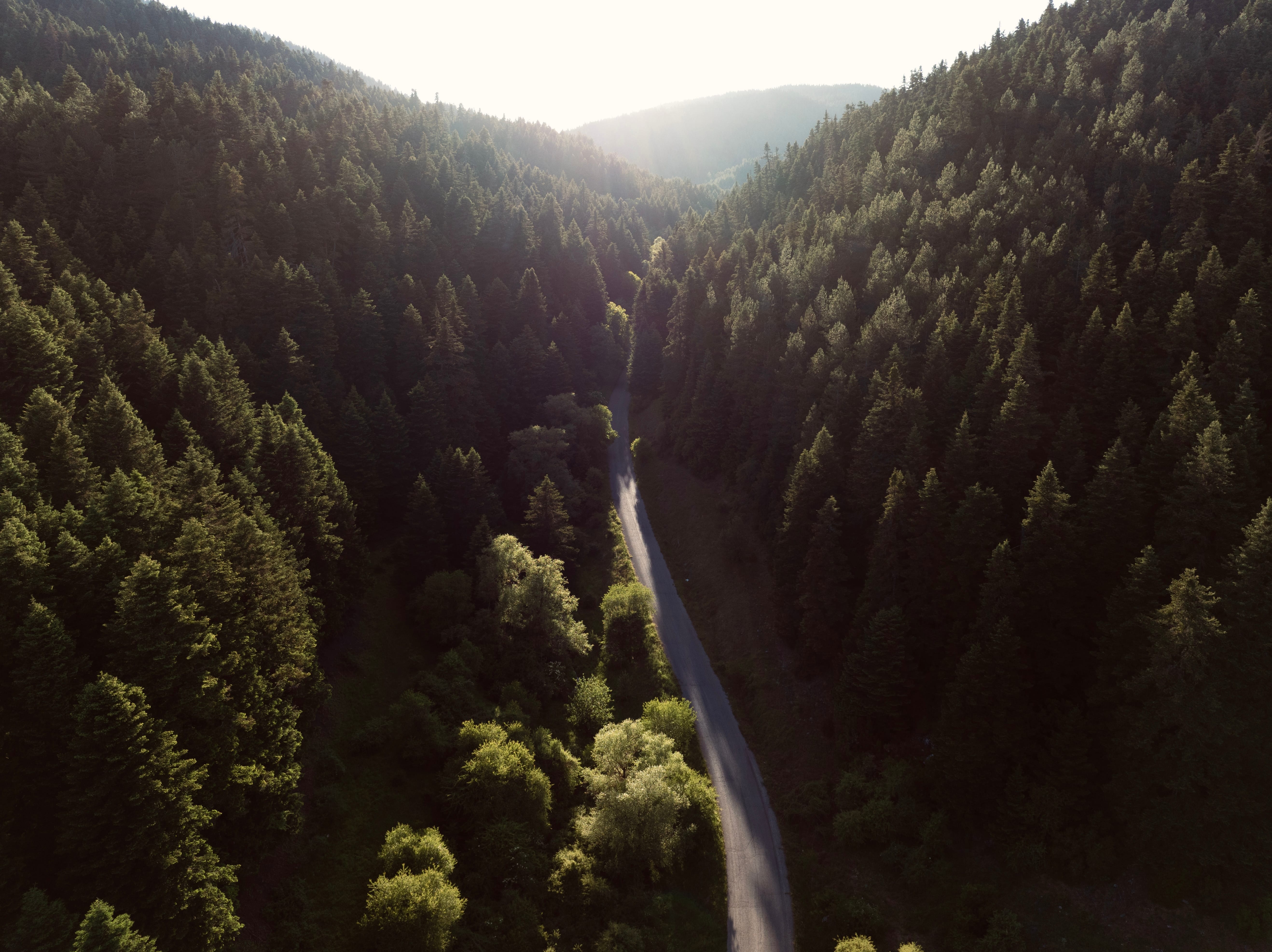 a river winding through a forest
