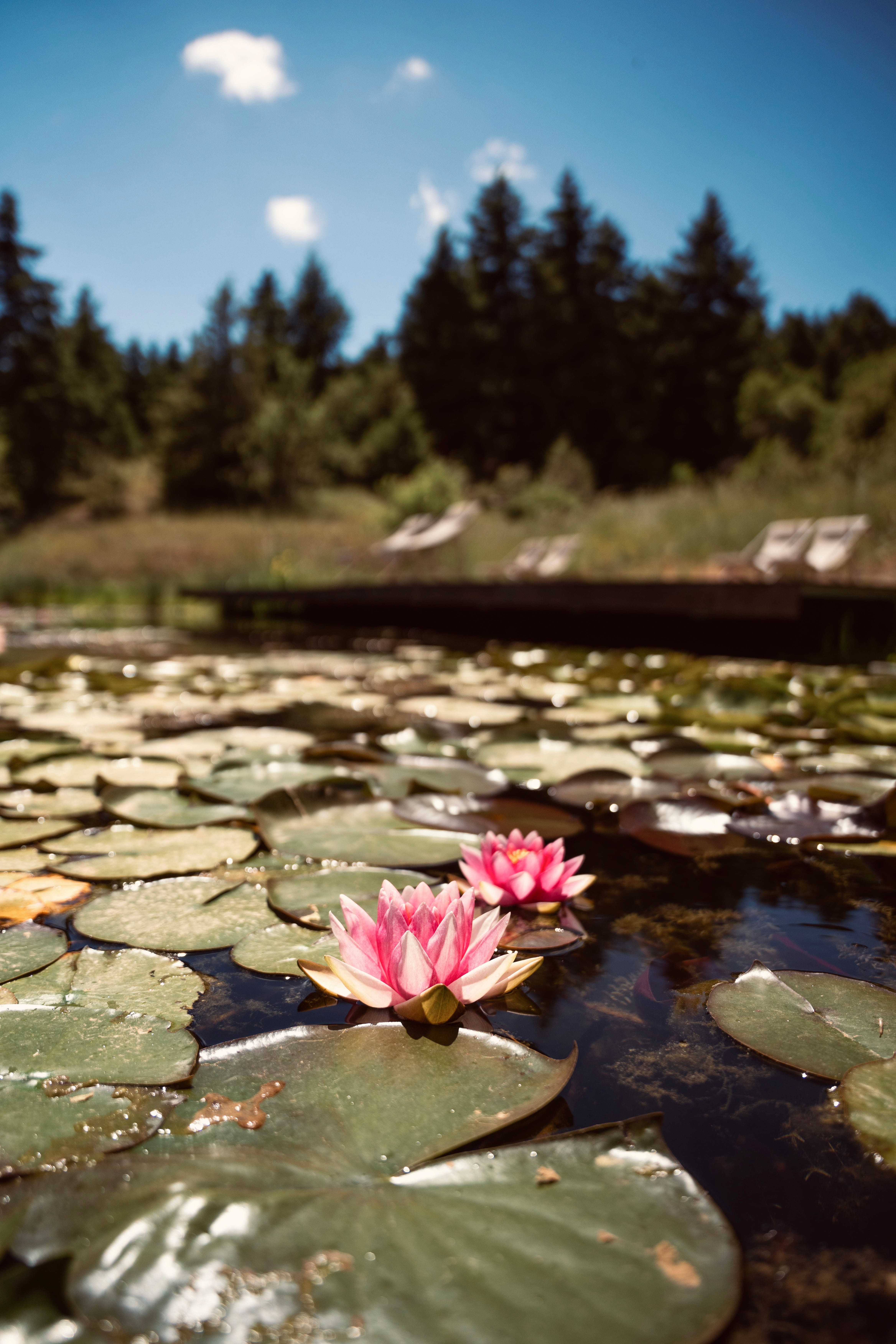 a flower on a rock