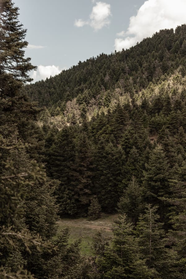 a landscape with trees and bushes
