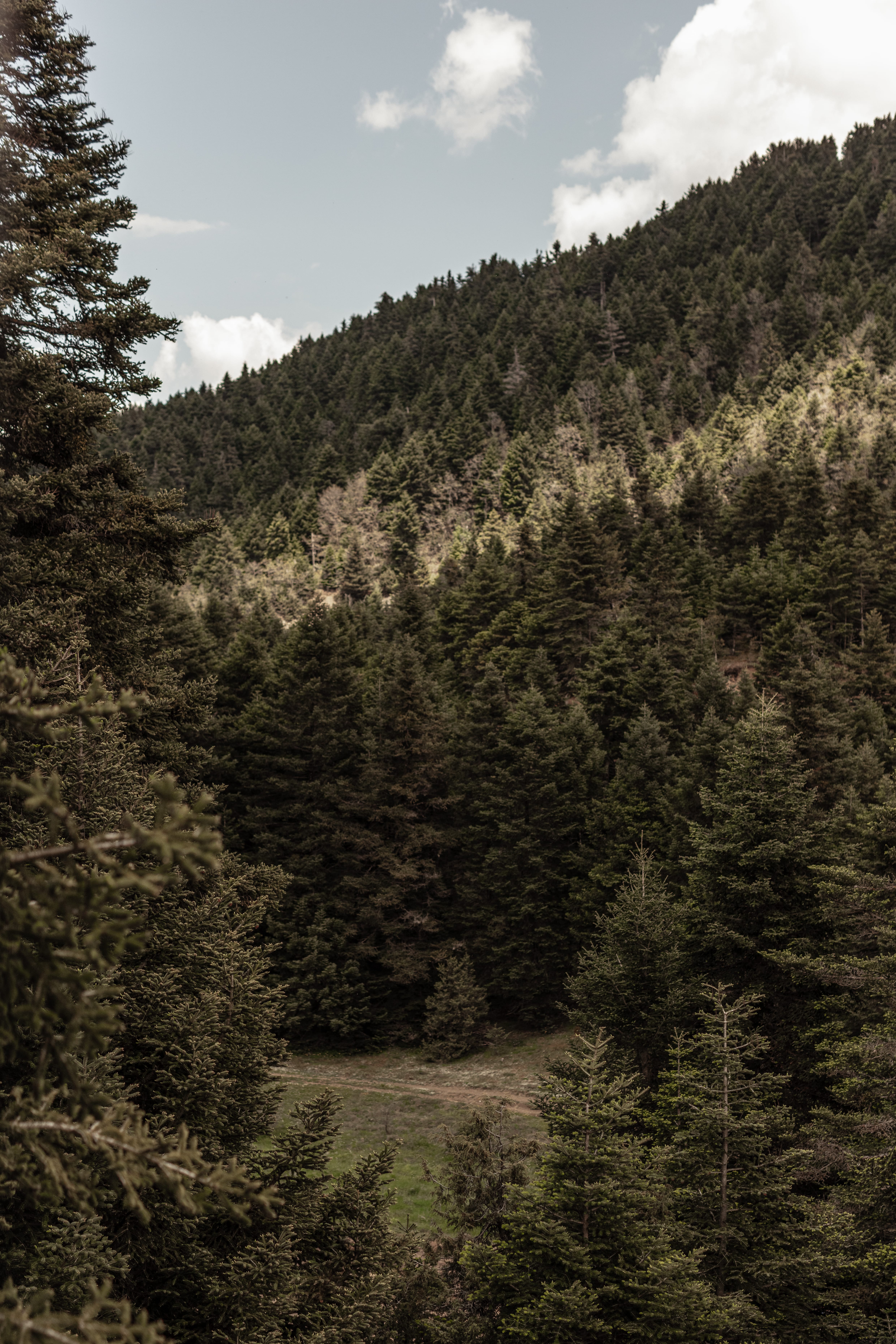 a landscape with trees and bushes