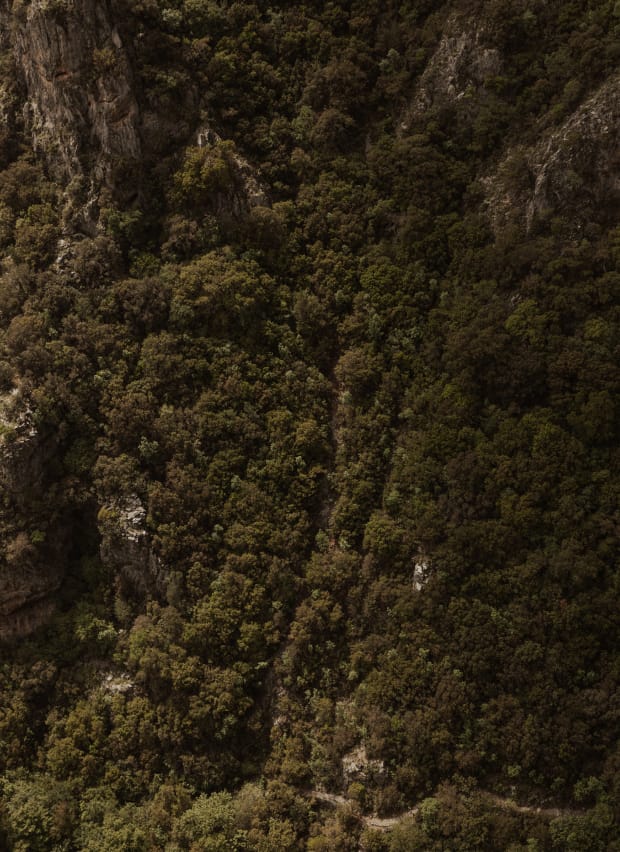 a close-up of a forest