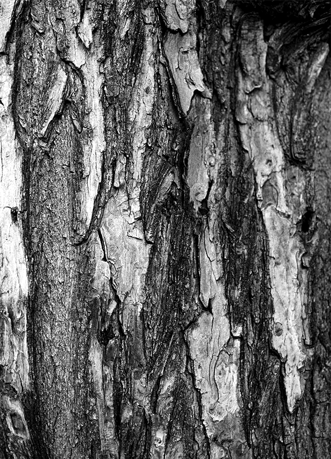 a close up of a tree trunk