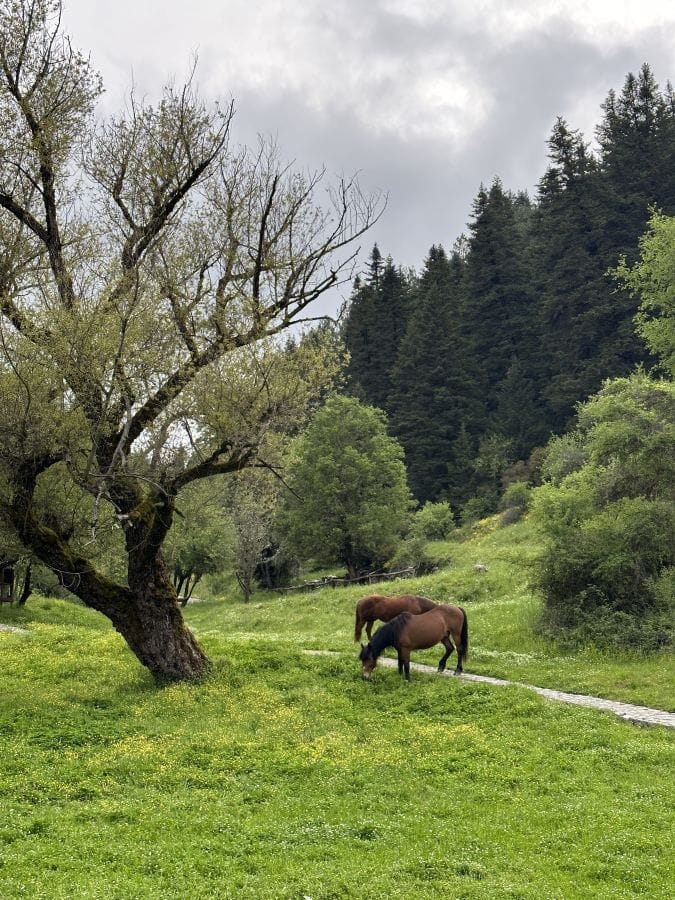 a horse grazing in a meadow