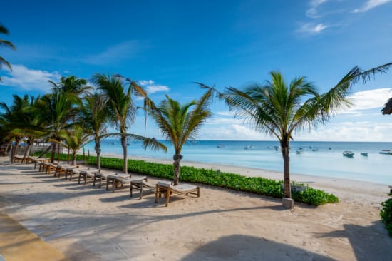 a beach with palm trees and a body of water
