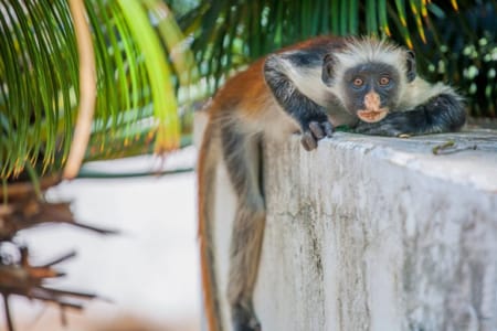 a monkey on a rock