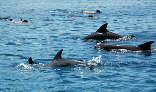 a group of dolphins swimming in the water