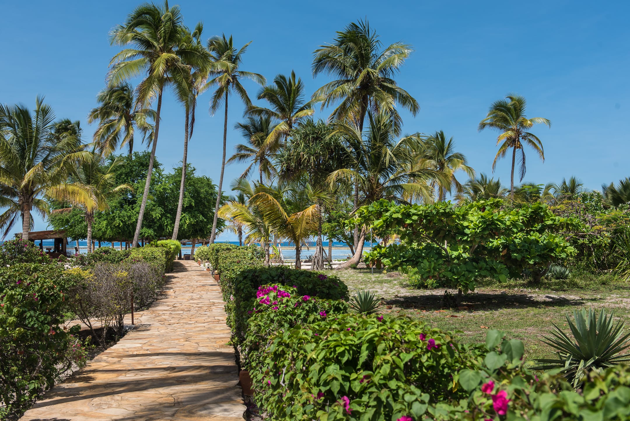 a path with palm trees and bushes