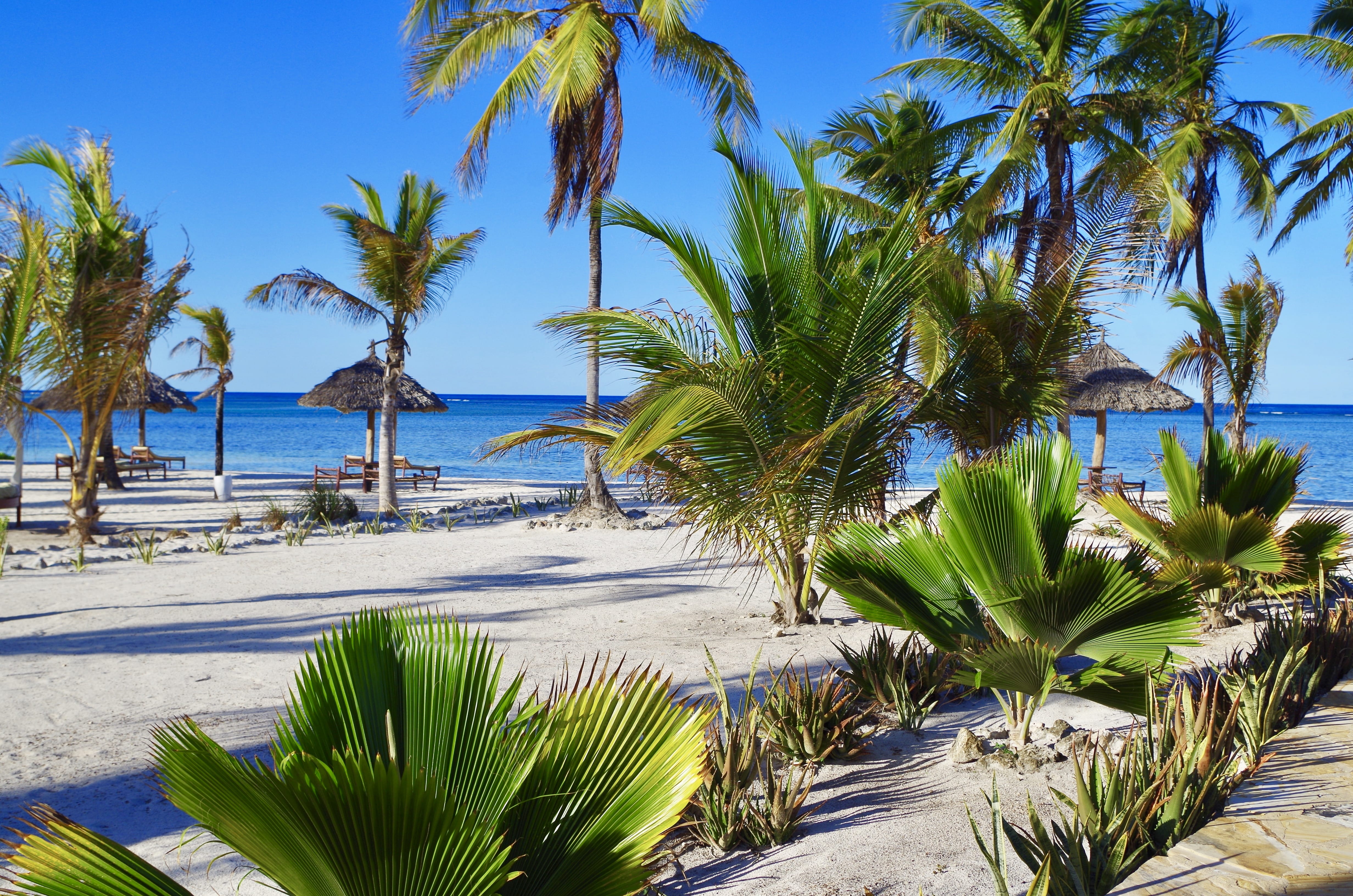 a beach with palm trees