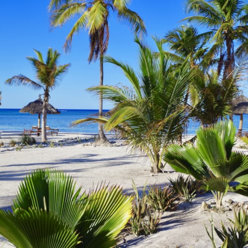 a beach with palm trees