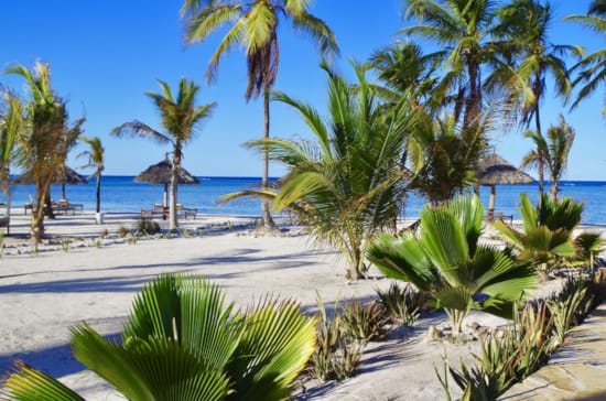 a beach with palm trees
