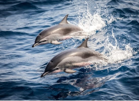 dolphins jumping out of the water