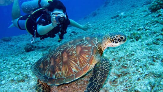 a person in scuba gear and a turtle swimming in the water