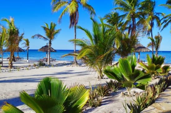 a beach with palm trees