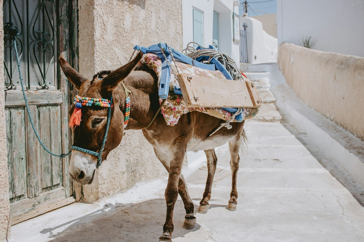 a donkey with a saddle on its back in santorini