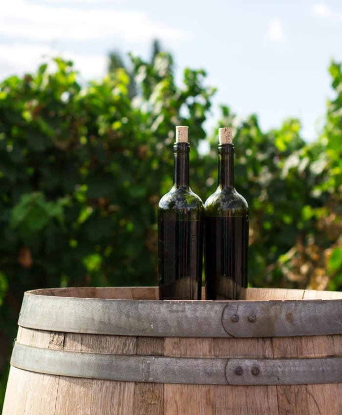 vines and bottles of wine