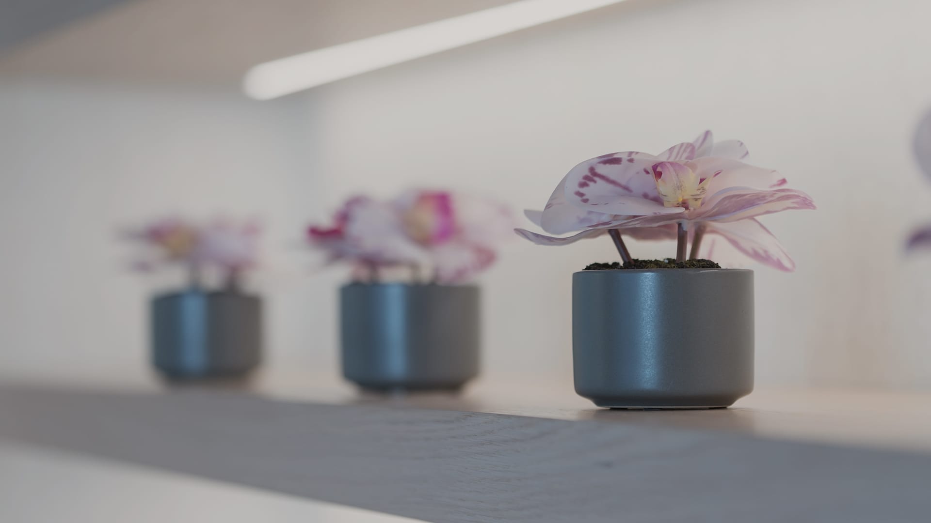 a group of flowers in a vase