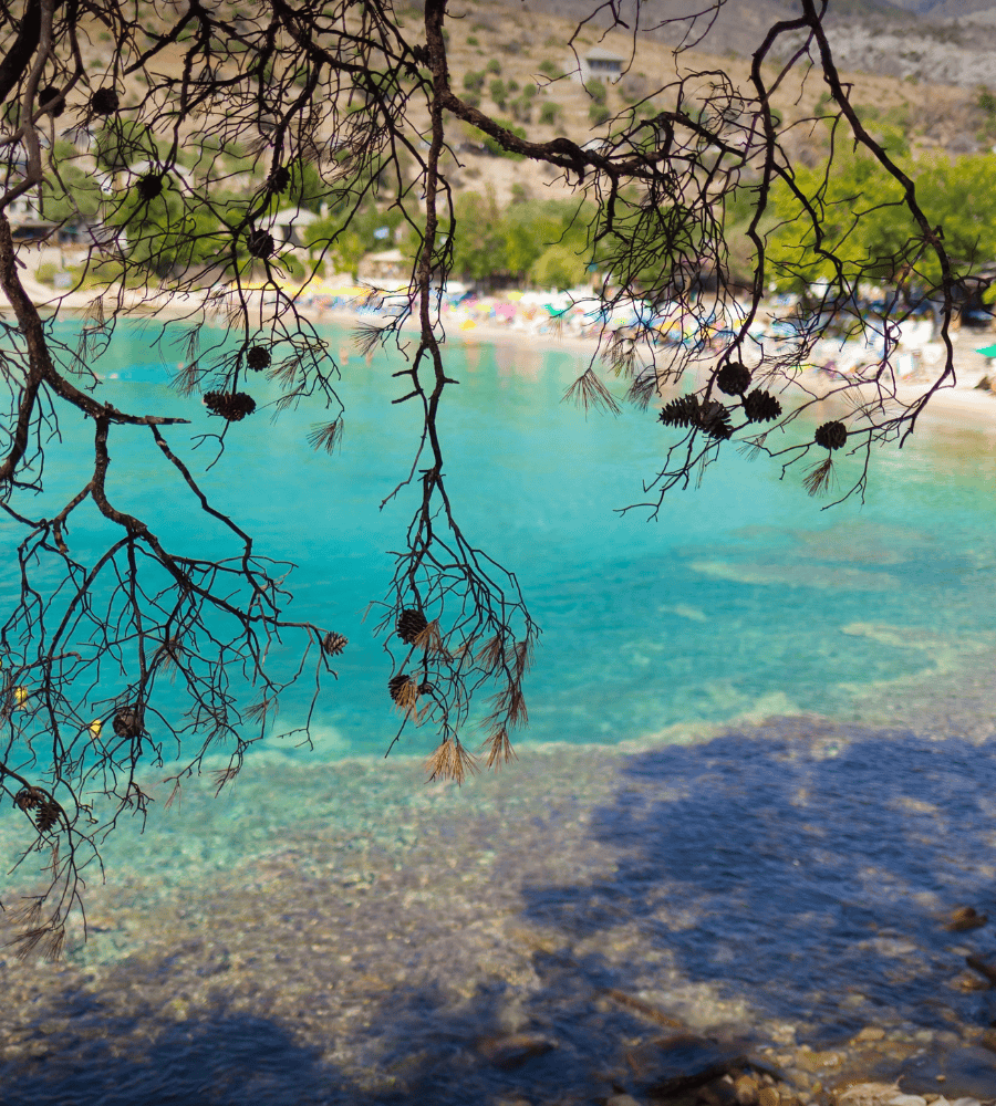 a tree with many branches over a body of water