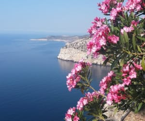 a group of flowers on a branch overlooking a body of water