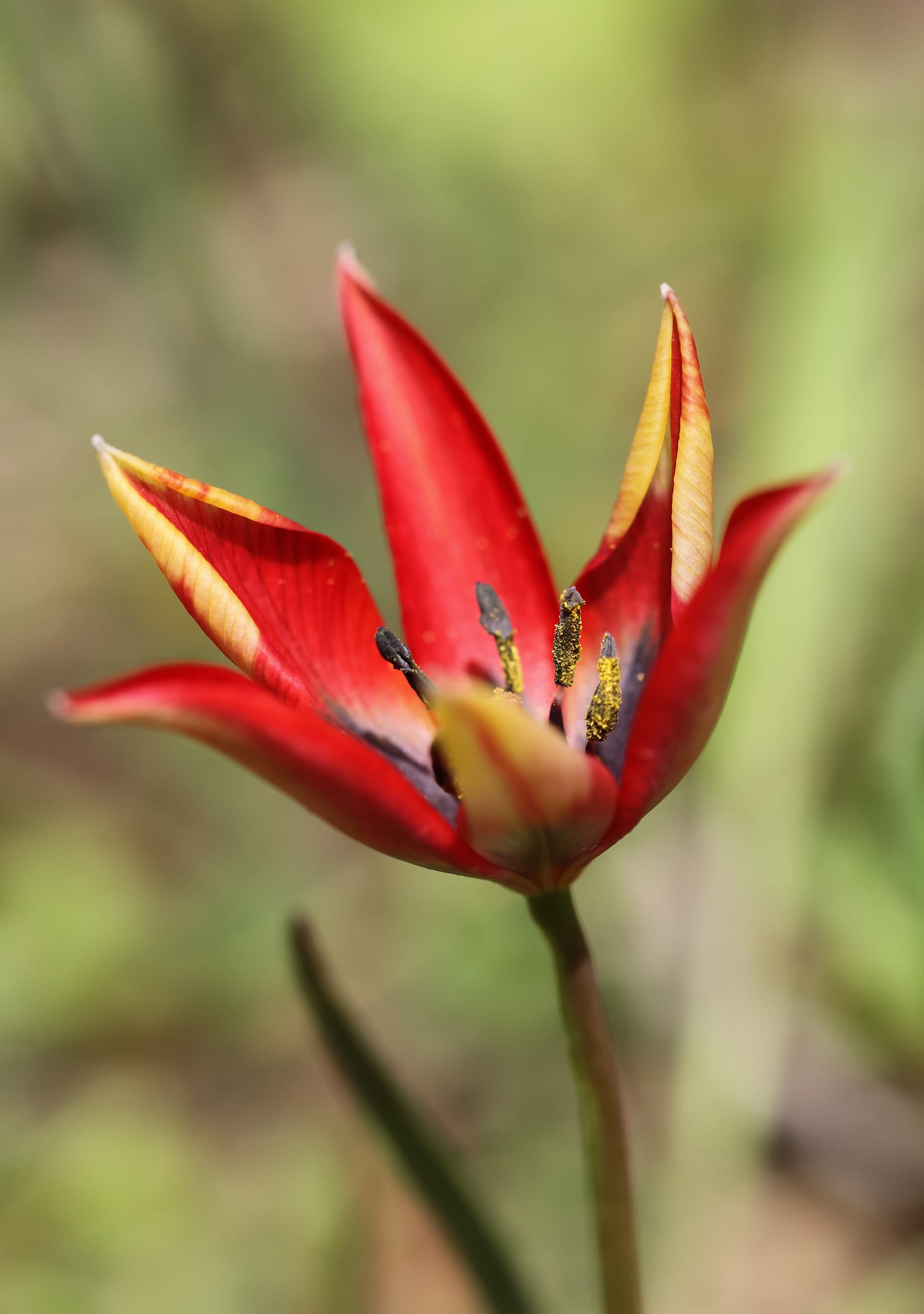 a close up of a flower