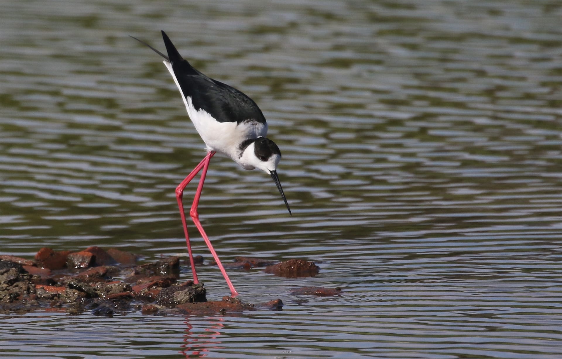 a bird with a long beak walking in water