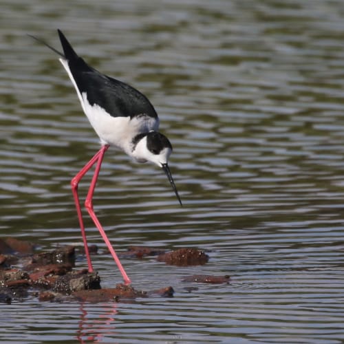 a bird with a long beak walking in water