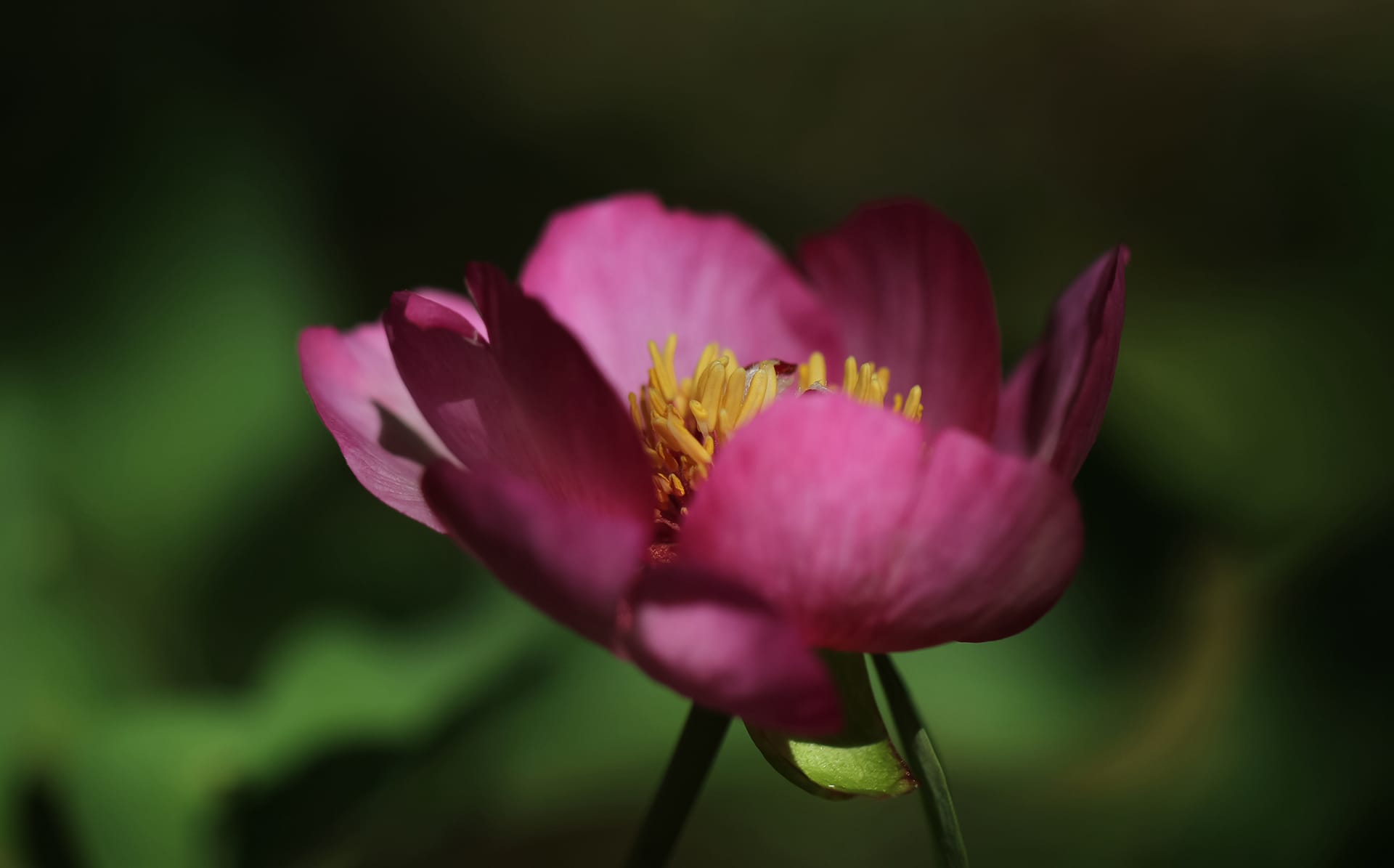 a close up of a flower