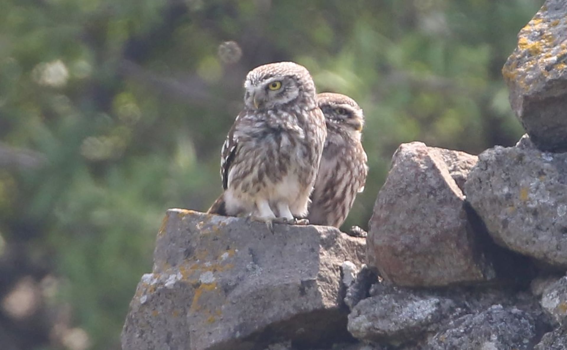 a couple owls on rocks