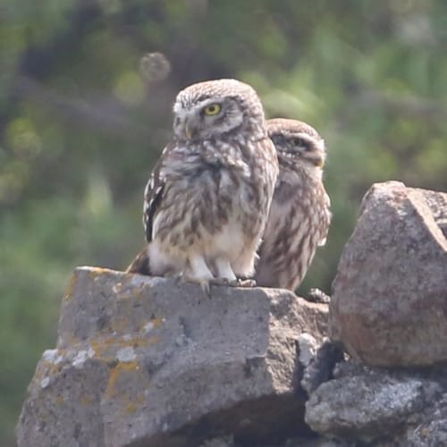 a couple owls on rocks